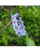 pan pride flower cuff bracelet